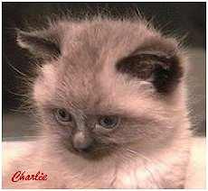 Charlie Cat